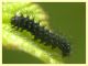 Saturnia pavoniella circa 12 mm. su Rubus - 11.4.2024 - (41).JPG