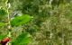 Aromia moschata.JPG