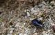 Carabidae 2.JPG