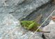 Tettigonidae.JPG