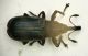 Z Curculio 1.JPG