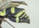 Cephalodynerus unicornis 03FEI.jpg