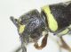 Cephalodynerus unicornis 06FEI.jpg