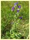 Psacasta exanthematica su Echium sp. - Anzio 17.5.2024 - (1).JPG