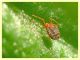 Acaro su Galium sp (4).JPG