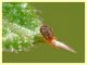 Acaro su Galium sp (8).JPG