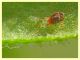 Acaro su Galium sp (9).JPG