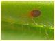Acaro su Galium sp (14).JPG
