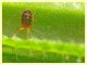 Acaro su Galium sp (16).JPG