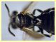 ime come e' messo 5 mm. piattino giallo (5).JPG