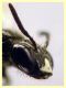 ime come e' messo 5 mm. piattino giallo (12).JPG