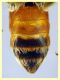 Andrena sp. - (98).JPG