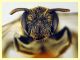 Andrena sp. - (93).JPG