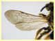 Andrena sp. - (29).JPG