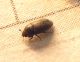 P1040188-Ridim.JPG