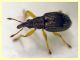 Kalcapion sp.  quasi 2 mm. su Mercurialis sp. - (8).JPG