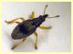 Kalcapion sp.  quasi 2 mm. su Mercurialis sp. - (7).JPG