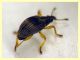 Kalcapion sp.  quasi 2 mm. su Mercurialis sp. - (6).JPG