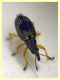 Kalcapion sp.  quasi 2 mm. su Mercurialis sp. - (5).JPG