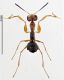 Drynidae rid.jpg