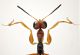 Drynidae testa RID.jpg