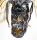 Protosmia tiflensis 05FEI.jpg