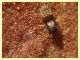 Liposcelis pulchra - 1 mm. - sotto corteccia di Pino (6).JPG