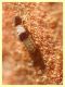 Liposcelis pulchra - 1 mm. - sotto corteccia di Pino (5).JPG