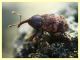 Pachytychius sparsutus - (2).JPG
