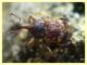 Pachytychius sparsutus - (3).JPG