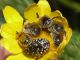 eucera maschi dormitorioe.jpg
