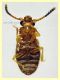 Psammoecus - 2,5 mm. - (26).JPG