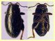Chaetocnema sp. 2 mm. - (4).JPG