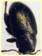 Chaetocnema sp. 2 mm. - (2).JPG