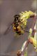 Helophilus-pendulus-20250330-001-DPPWf.jpg