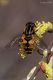 Helophilus-pendulus-20250330-002-DPPWf.jpg