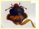 Contacyphon laevipennis (Tournier, 1868) - (6).JPG