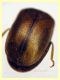 Contacyphon laevipennis (Tournier, 1868) - (4).JPG