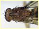 prob Suillia variegata (67).JPG