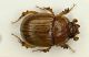 Odontaeus 2.JPG