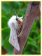 prob. Spilosoma urticae (2).JPG