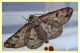 geometridae schiusa (2).JPG