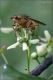 diptera-sp-20250426-003-DPPWf.jpg