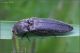 Coleoptera-sp-20250426-003-JOGf.jpg