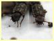 zopheridae quasi 3,5 mm. - (3).JPG