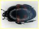 Hister quadrimaculatus - 13 mm. con fauci (7).JPG