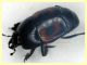 Hister quadrimaculatus - 13 mm. con fauci (5).JPG