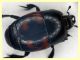 Hister quadrimaculatus - 13 mm. con fauci (3).JPG