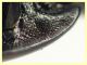 Hister quadrimaculatus - 13 mm. con fauci (9).JPG