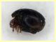 prob. Steganacarus anomalus 1 mm. - (2).JPG
